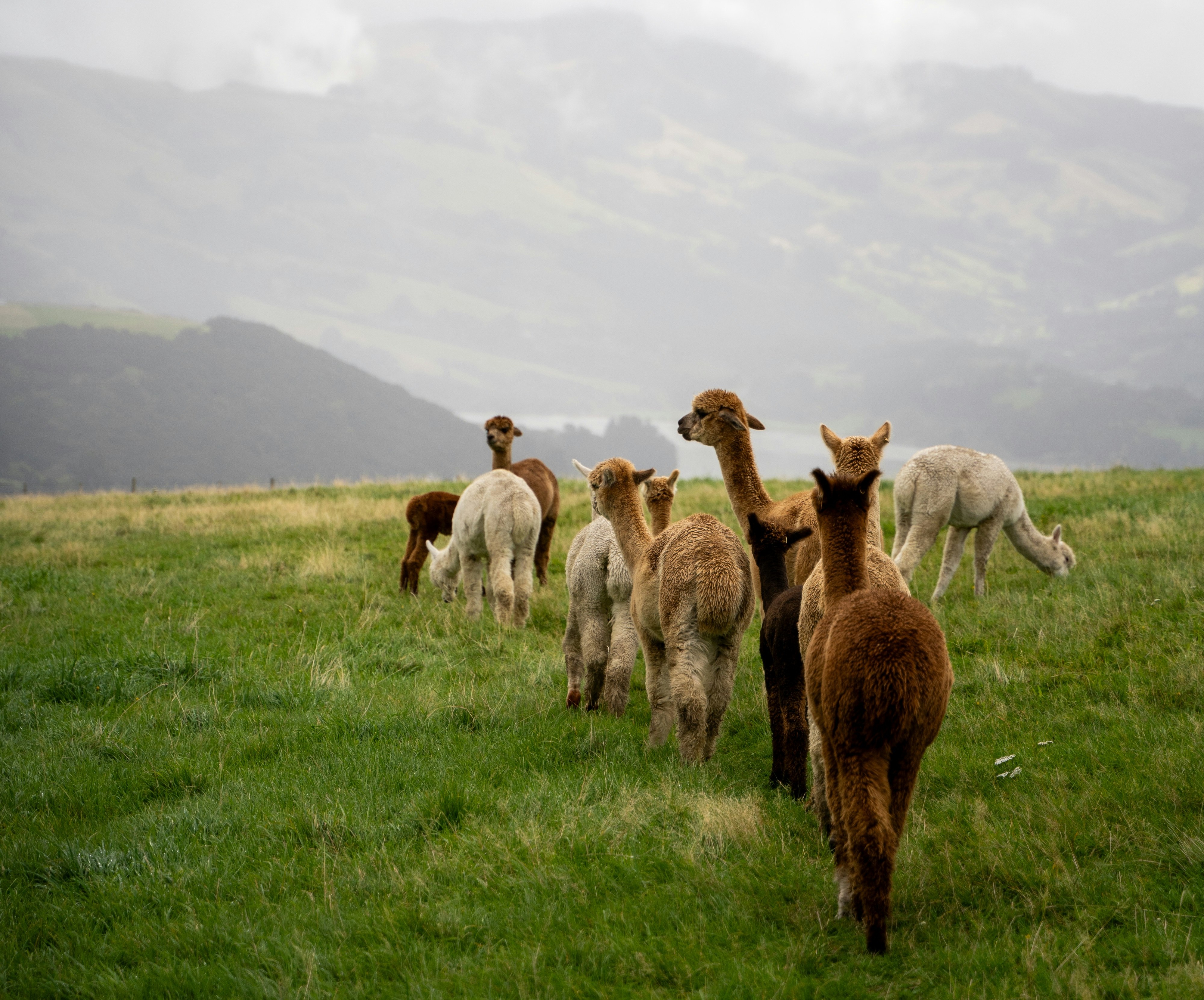 Équipe d'alpagas symbolisant l'esprit d'équipe et la collaboration